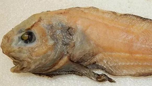 Открыт новый вид рыб в Беринговом море