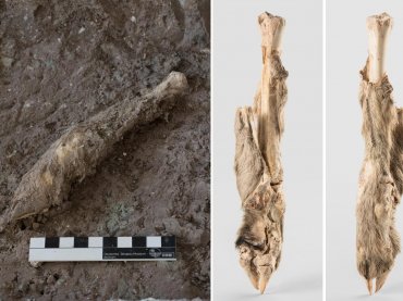 Расшифрована ДНК мумии иранской овцы, которой 1600 лет
