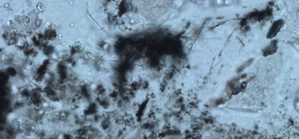 Ученые обнаружили древнейшие бактерии, питающиеся метаном